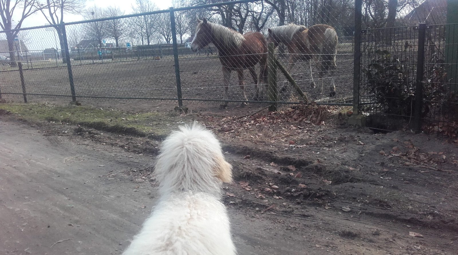 Puppythuis Sociale Pup