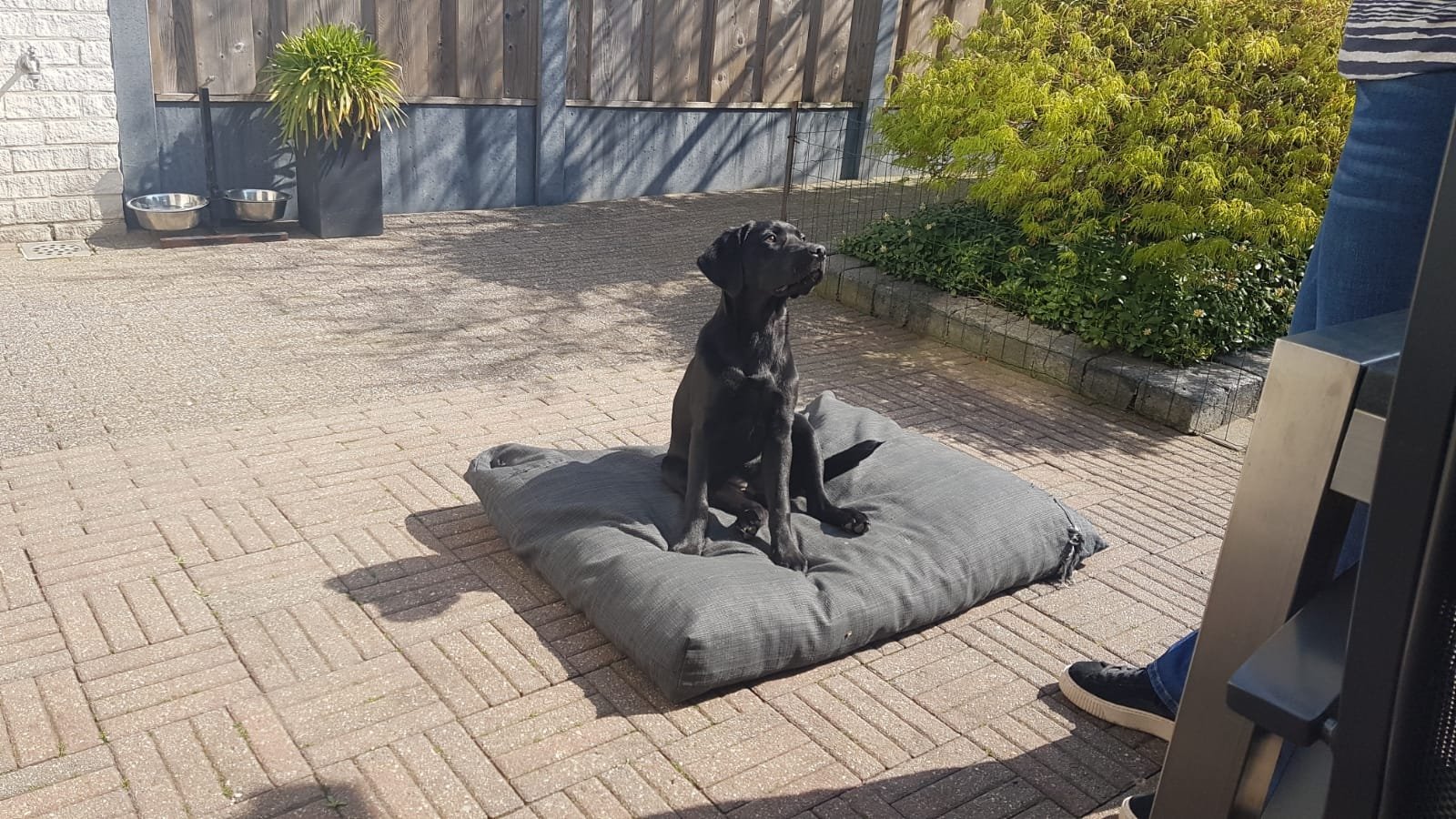 Puppythuis training plaats
