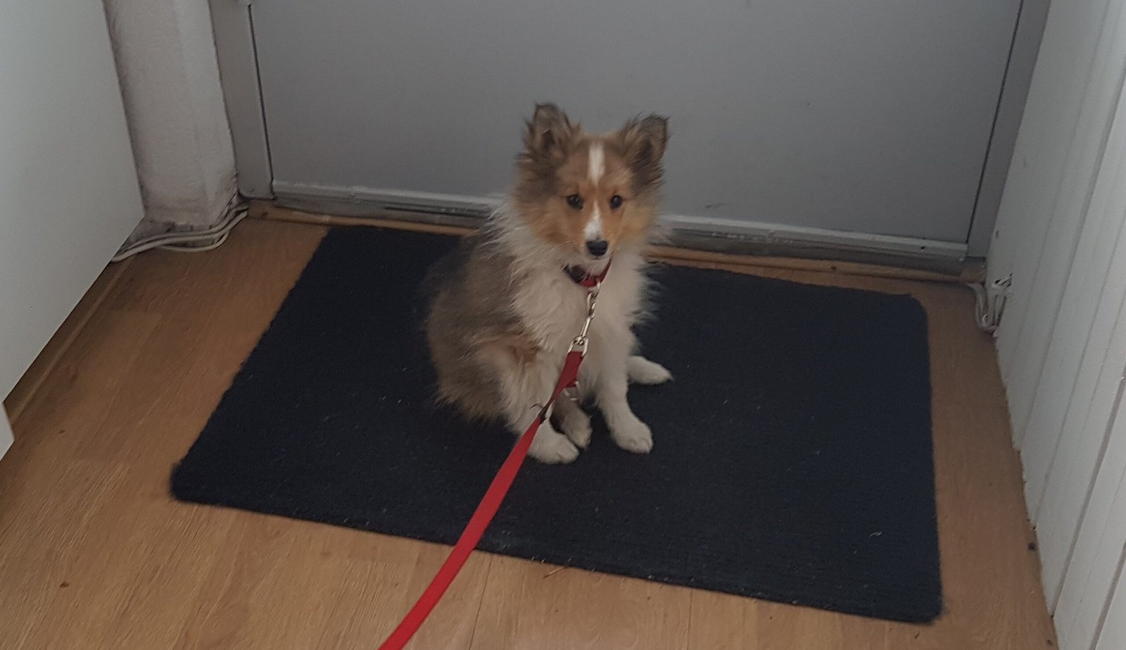 Puppythuistraining Borne