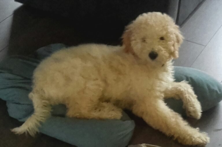 Puppythuistraining plaats