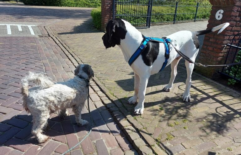 Sociale pup hondentaal