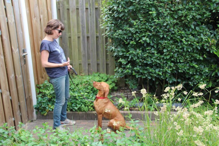 Puppythuistraining impulscontrole