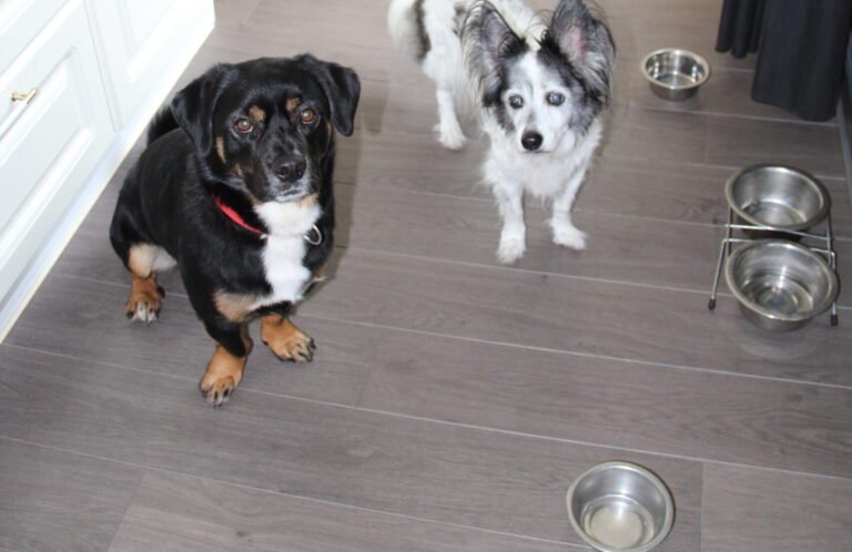 Puppythuis training voernijd