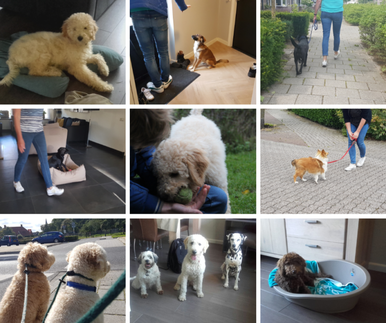 Sociale pup coaching ervaring