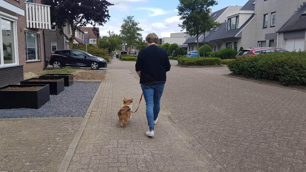 SocialePup privé training lijnwandeling