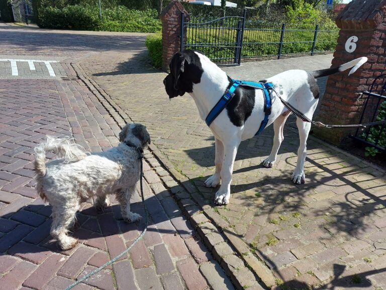 Socialisatie pup